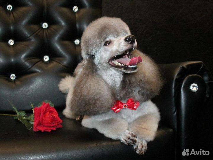 Вязка пуделя