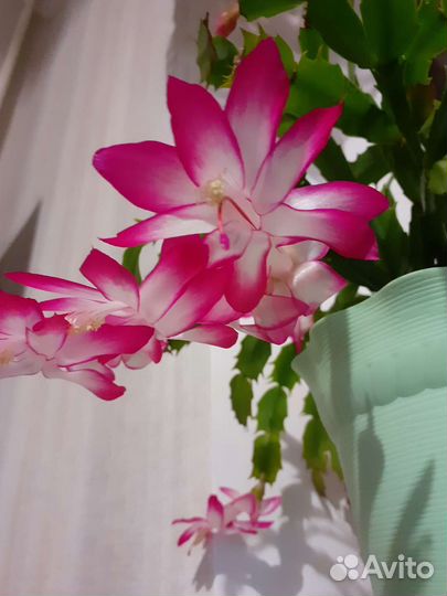 Декабрист шлюмбергера