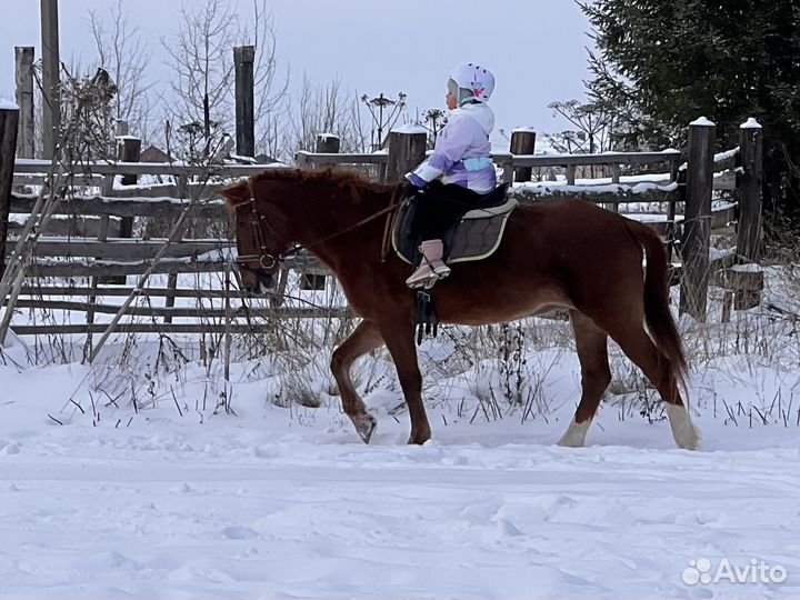 Продаются лошади