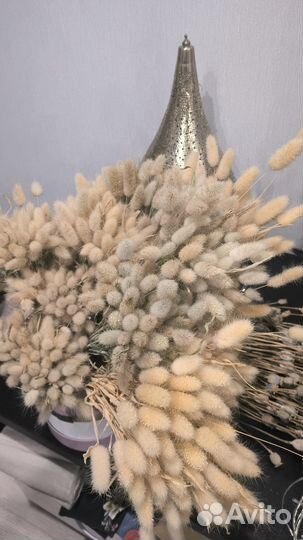 Зайцехвост, лагурус