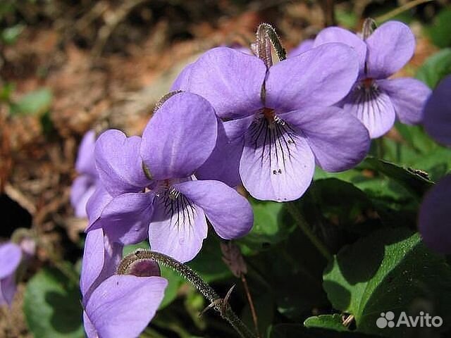 Фиалка гибридная