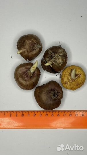 Проснувшиеся луковицы гладиолусов