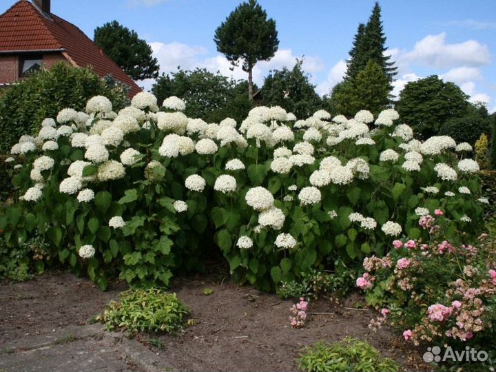 Гортензия «Анабель».Саженцы. Рассада цветов