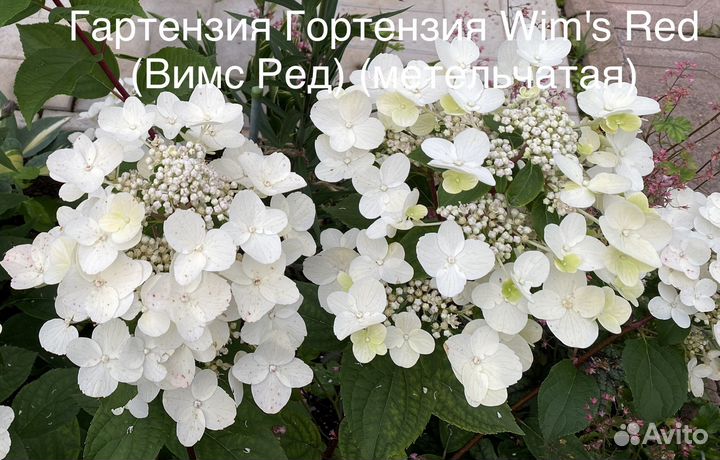 Гортензия саженцы