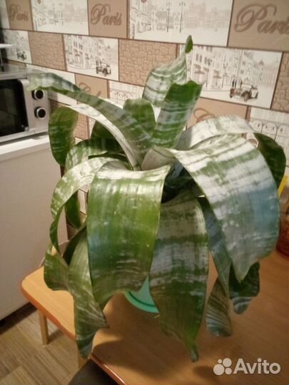 Продаю цветок комнатный