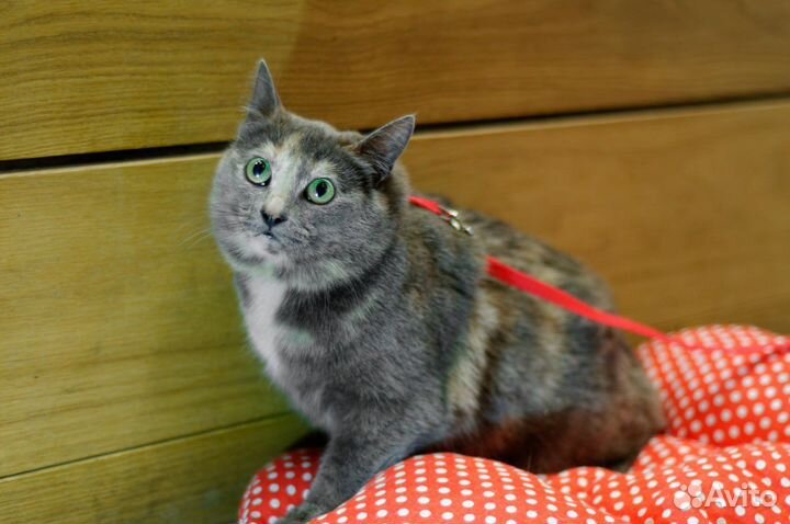 Кошечка Анфиса в добрые руки