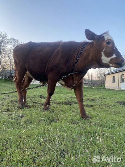 Корова, телки, телята, бараны