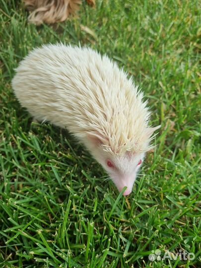 Африканский ежик