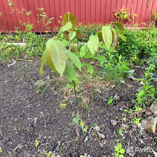 Грецкий орех саженцы