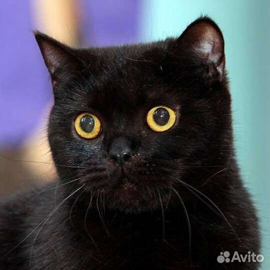 Британская кошечка