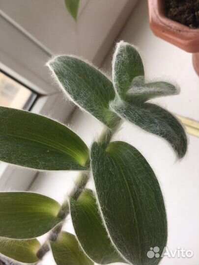 Традесканция пушистая (силламонтана)