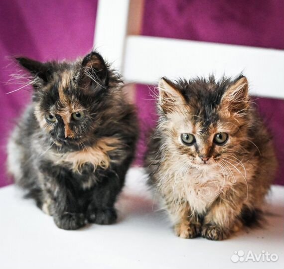 Котята, девочки, 2 мес