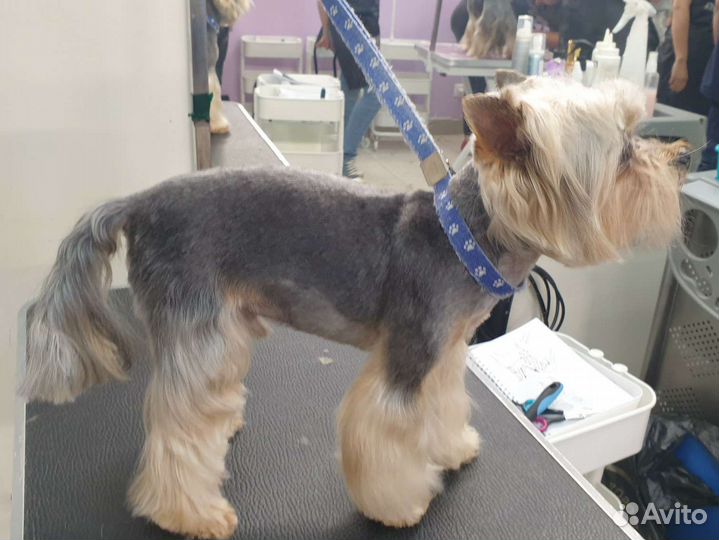 Услуги грумера