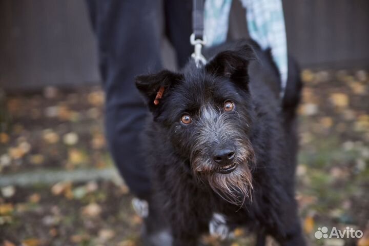 Особенный Бонапарт ищет дом