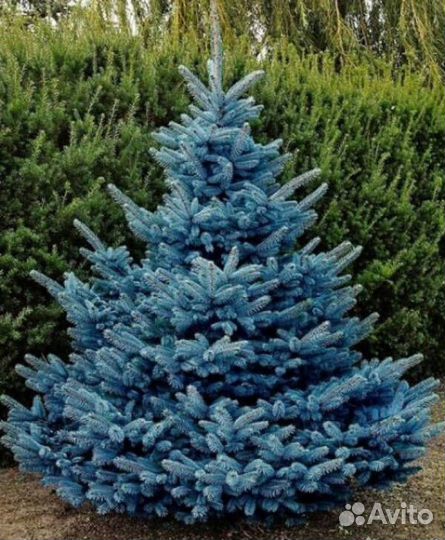 Ели голубые В ассортименте