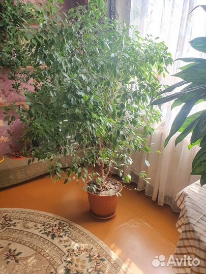 Фикус Бенджамина