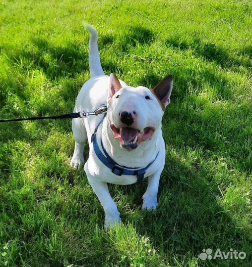 Мини бультерьер