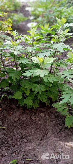 Хризантема жёлтая