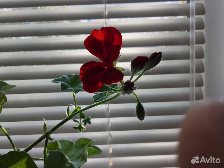 Пеларгонии сортовые ампельная
