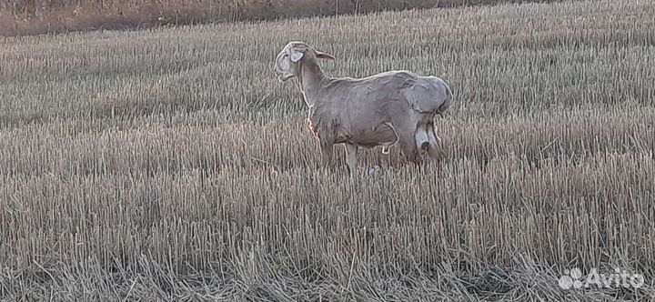Овцематки и пере-ярки