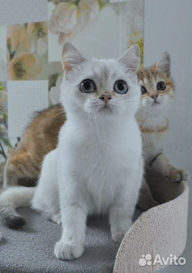 Шотландские котята