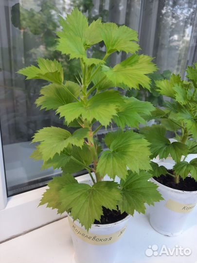 Королевская пеларгония Жасмин