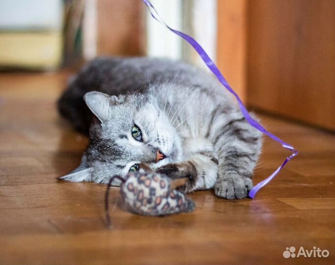 Буба в добрые ручки:)