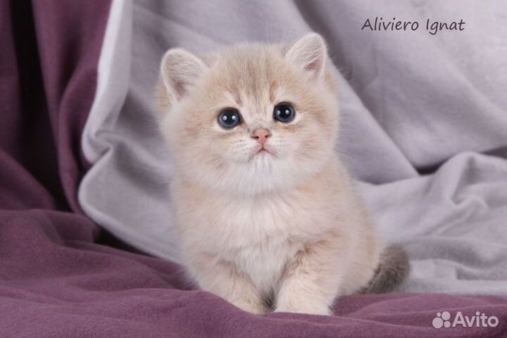 Британский малыш Игнат. Голубая золотая шиншилла