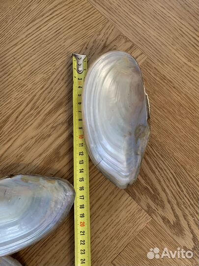 Ракушки для аквариума и творчества