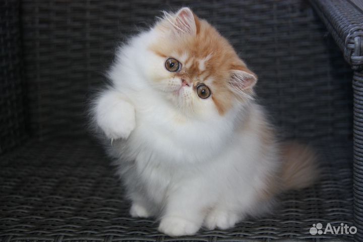 Иван да Марья