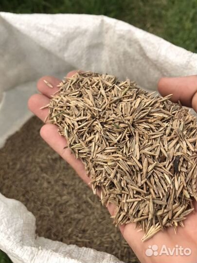 Газон озеленитель, семена газона