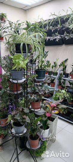 Комнатные растения разные