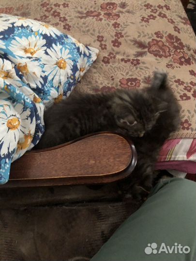 Кошка