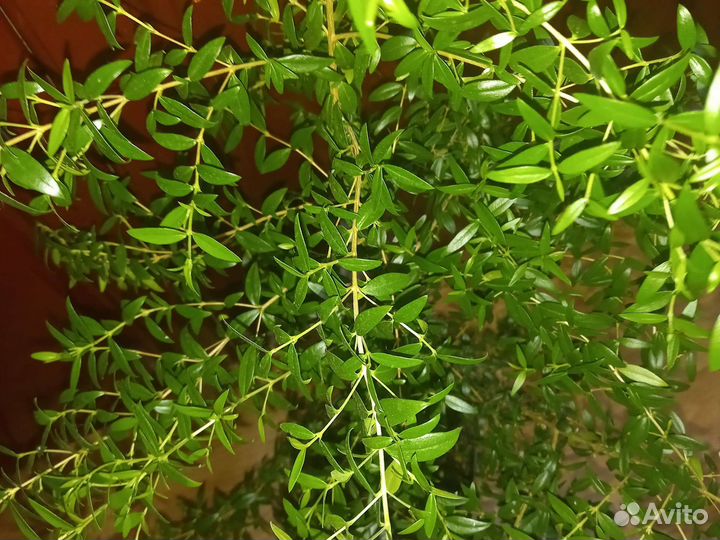 Дерево мирт.цветет белыми цветочками