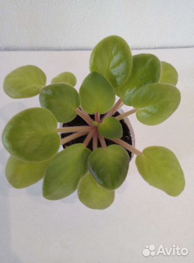 Фиалочка, Бегония, Циперус, Сингониум