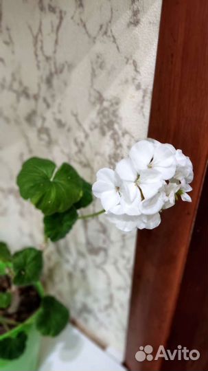 Герань пеларгония белая и розовая цветущая