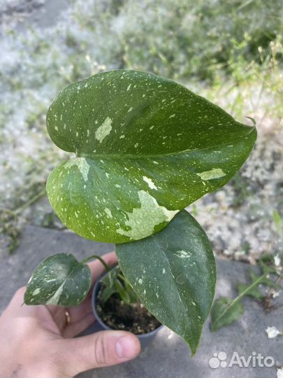 Монстера Тайское созвездие