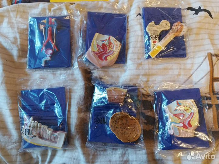 Детали из коллекции Как устроено тело человека