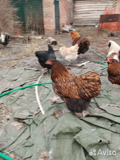 Инкубационное яйцо микс пород