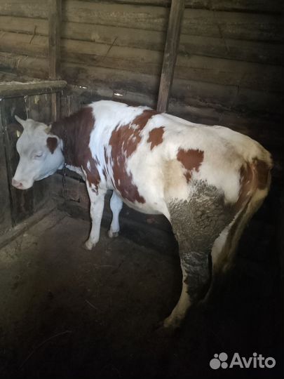 Телки стельные