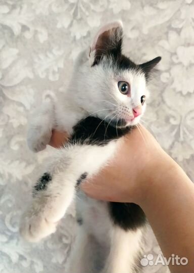 Котята в добрые руки бесплатно