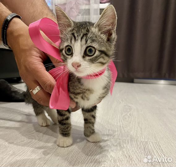 Котенок в добрые руки