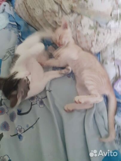 Котята в добрые руки бесплатно коты