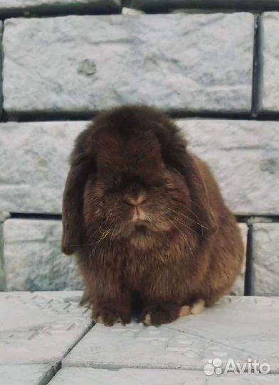 Кролик Минилоп