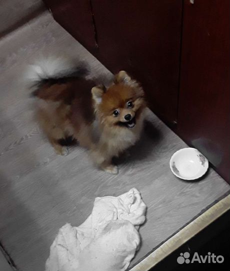Шпиц щенки есть супер минт