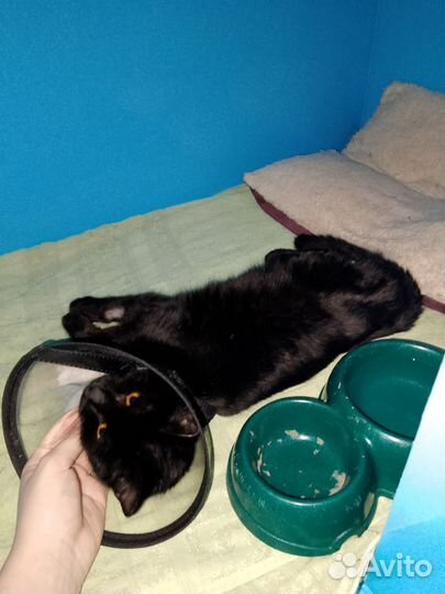 Котик в добрые руки