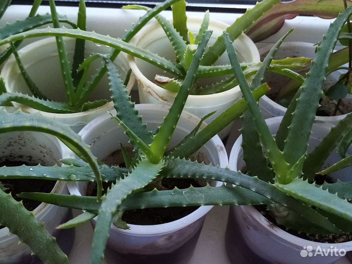 Алоэ лекарственный