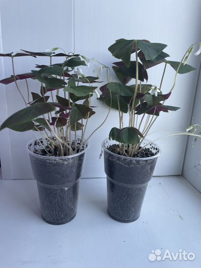 Кислица оксалис