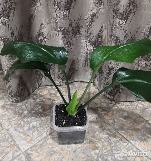 Эухарис (амазонская лилия)