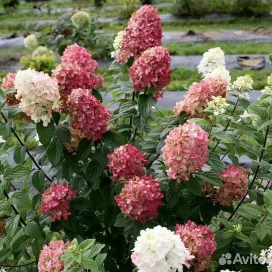 Гортензия метельчатая